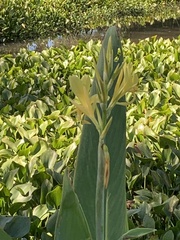 Canna glauca