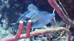 Caranx ruber