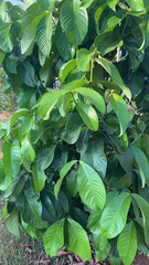 Syzygium malaccense