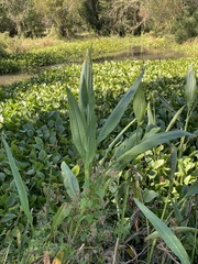 Canna glauca