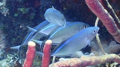 Caranx ruber