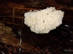Hericium abietis