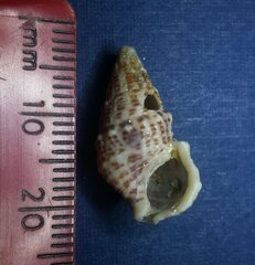 Cerithium litteratum