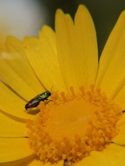 Bilyaxia concinna