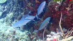 Caranx ruber