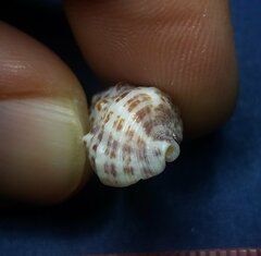 Cerithium litteratum