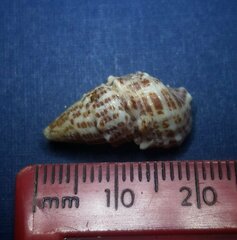 Cerithium litteratum