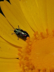 Bilyaxia concinna