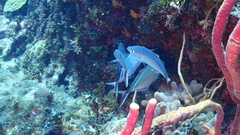 Caranx ruber