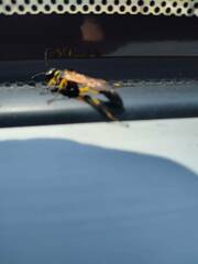 Sceliphron madraspatanum