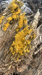 Polycauliona candelaria