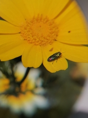 Bilyaxia concinna