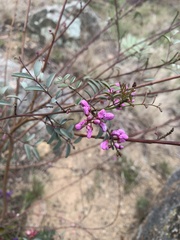 Indigofera australis