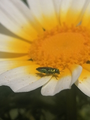 Bilyaxia concinna