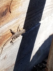 Sceloporus occidentalis