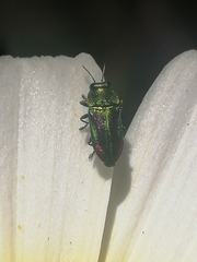 Bilyaxia concinna