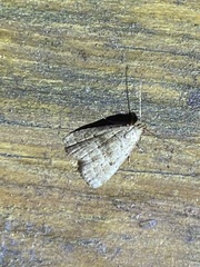 Hypenodes fractilinea