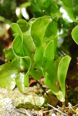 Hymenophyllum nephrophyllum