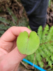 Corybas macranthus
