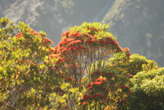 Metrosideros umbellata