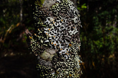 Menegazzia