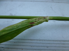 Puccinia purpurea