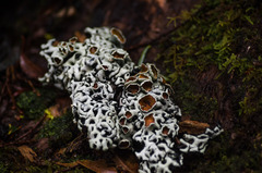 Menegazzia