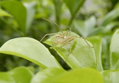 Oxyopes sertatus