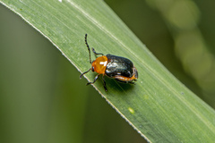 Aporocera
