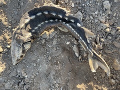 Acipenser medirostris