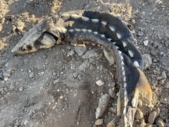 Acipenser medirostris