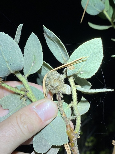 iNaturalist observation photo of Gall and Forest Midges