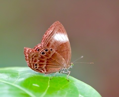 Abisara geza