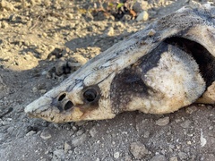 Acipenser medirostris