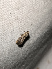 Elaphria chalcedonia