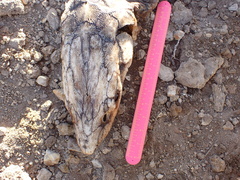 Acipenser medirostris