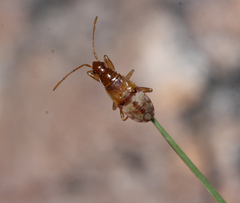 Pseudopamera nitidula