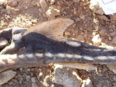 Acipenser medirostris