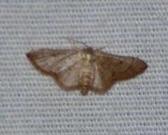 Idaea kendallaria
