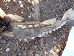 Acipenser medirostris