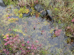 Carpobrotus glaucescens