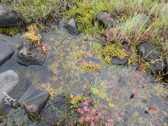 Carpobrotus glaucescens