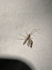 Enicospilus americanus-complex