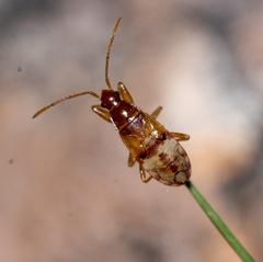Pseudopamera nitidula