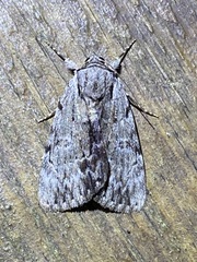 Catocala gracilis