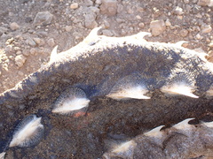 Acipenser medirostris