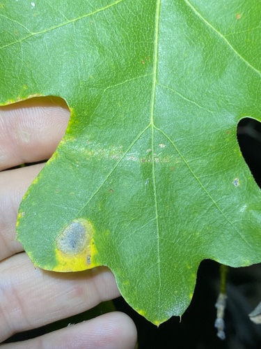 iNaturalist observation photo of Sphaerulina quercicola
