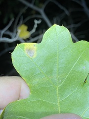 Sphaerulina quercicola