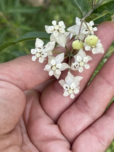Gomphocarpus physocarpus observed 2022-10-27
