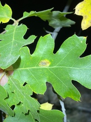 Sphaerulina quercicola